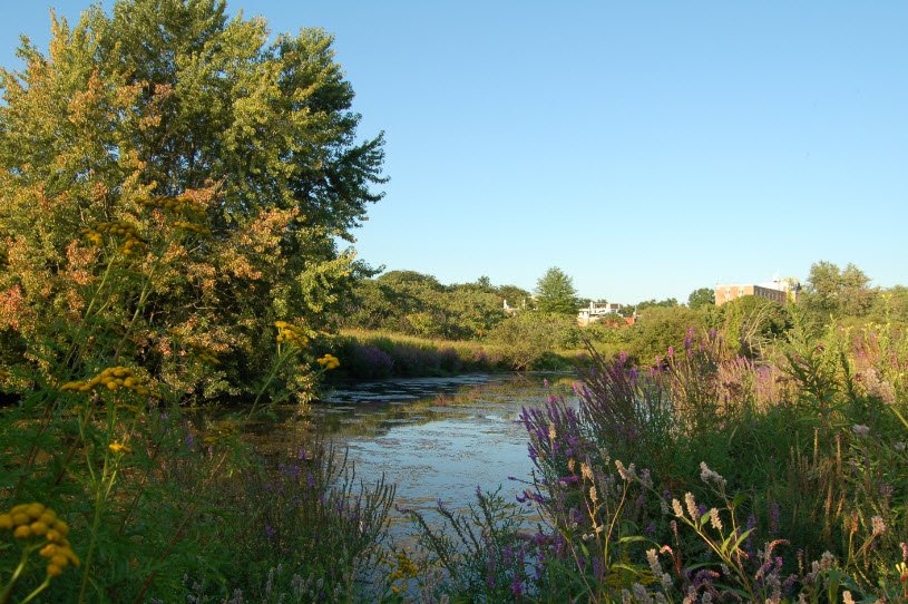 Alewife Brook Reservation, Massachusetts, USA